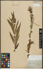 Foto von Salix purpurea L. x Salix viminalis L.